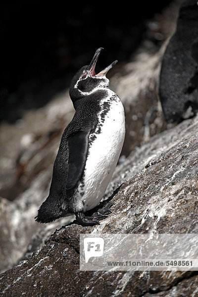 Galapagos-Pinguin (Sphenicus mendiculus)  adult  auf Felsen  rufend  Galapagos-Inseln  Ecuador  Südamerika