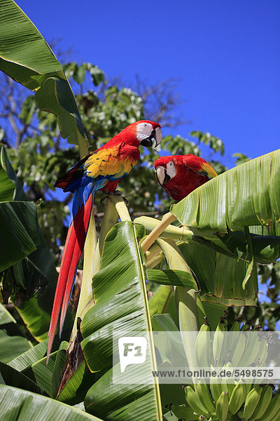 Hellroter Ara (Ara macao)  Paar  adult  Bananenstaude  Roatan  Honduras  Karibik  Mittelamerika  Lateinamerika
