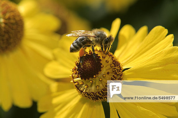 Honigbiene (Apis mellifica)  Imago  sammelt Blütenstaub  Deutschland  Europa