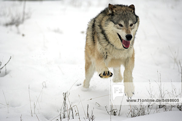 Wolf (Canis lupus)  Nahrungssuche  Schnee  Montana  USA  Nordamerika
