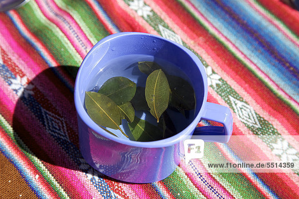 Tea for altitude sickness made from coca leaves  Alti Plano  Bolivia  South America