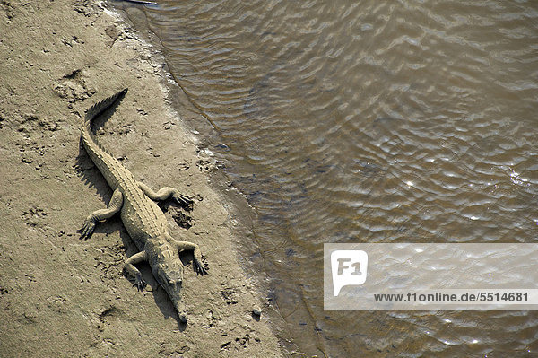 Amerikanisches Spitzkrokodil (Crocodylus acutus)  Tarcoles  Parque Nacional Carara Nationalpark  Costa Rica  Zentralamerika