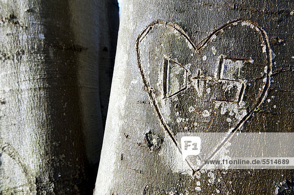 In einen Baum eingeritztes Herz und die Buchstaben D und S Stuttgart Baden-Württemberg Deutschland Europa