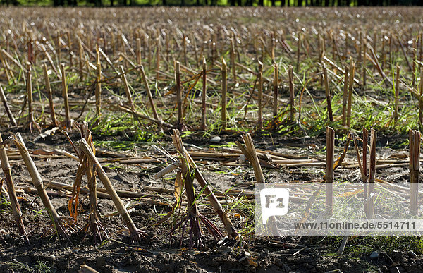 Harvested corn field near Markt Schwaben  Bavaria  Germany  Europe