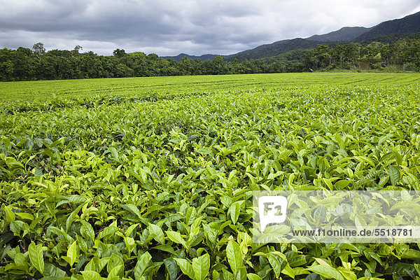 Teeplantage  Daintree Nationalpark  nördliches Queensland  Australien