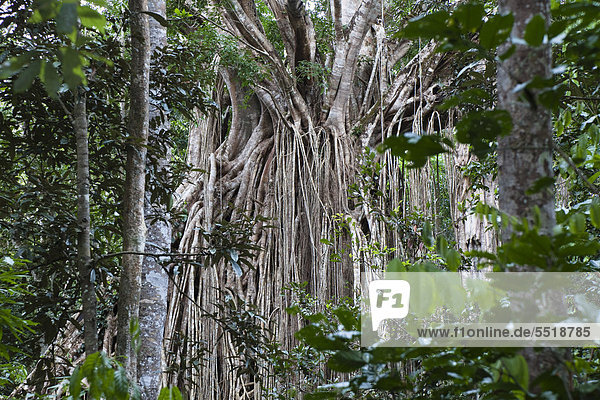 Strangler Fig Tree  Curtain Fig Tree (Ficus virens)  rainforest  Curtain Fig Tree National Park  Atherton Tablelands  Queensland  Australia