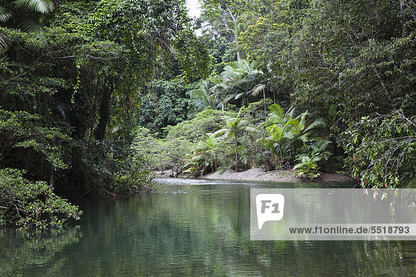 Bach im Regenwald,  Daintree Nationalpark,  nördliches Queensland,  Australien