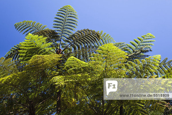 Tree ferns (Cyathea spec.)  rainforest  Atherton Tablelands  Queensland  Australia