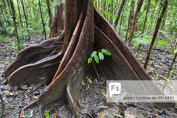 Brettwurzeln, Spurwood Dysoxylum pettigrewianum