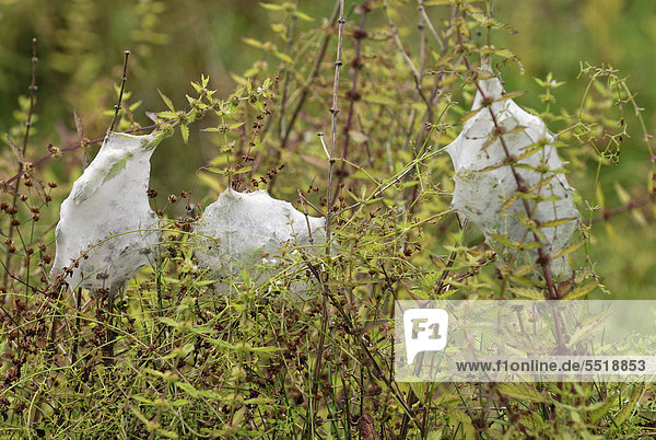 Gespinste der Nurseryweb Spider (Dolomedes minor)  Jagdspinnen-Art  zum Schutz der Jungspinnen  Hamilton Lake  Hamilton  Nordinsel  Neuseeland