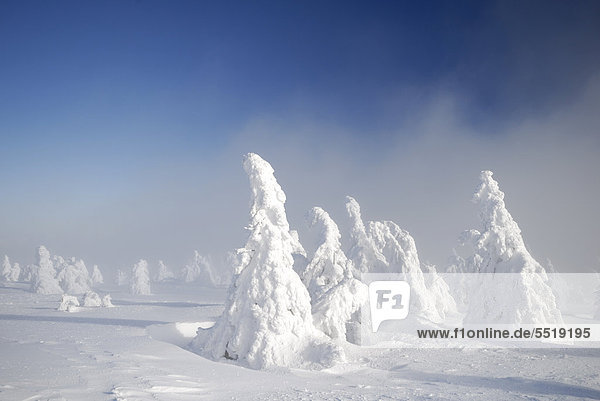 Verschneite Fichten im Nebel  Winterlandschaft auf dem Brocken  Harz  Sachsen-Anhalt  Deutschland  Europa