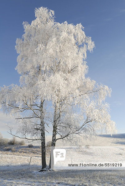 Ein mit Eis überzogener Baum an einem kalten Wintertag  Harzvorland  Sachsen-Anhalt  Deutschland  Europa