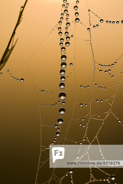 Tautropfen hängen an einem feinen Spinnfaden eines Spinnennetzes im warmen Morgenlicht