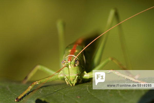 Riesenheuschrecke (Tropidacris collaris) sitzt auf einem Blatt  Makro