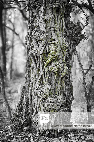 Baumstamm eines sehr alten Ahornbaumes (Acer sp.) in einem Wald in der Nähe von Potsdam-Paaren  Brandenburg  Deutschland  Europa