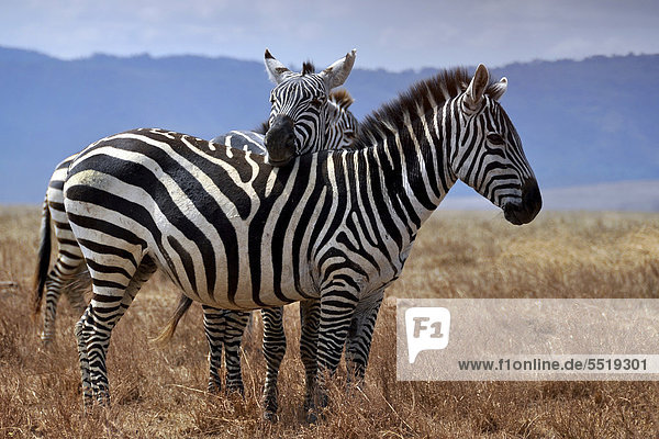 Zebra (Equus quagga) legt Kopf auf Rücken eines anderen Tieres ab  Serengeti  Tansania  Afrika
