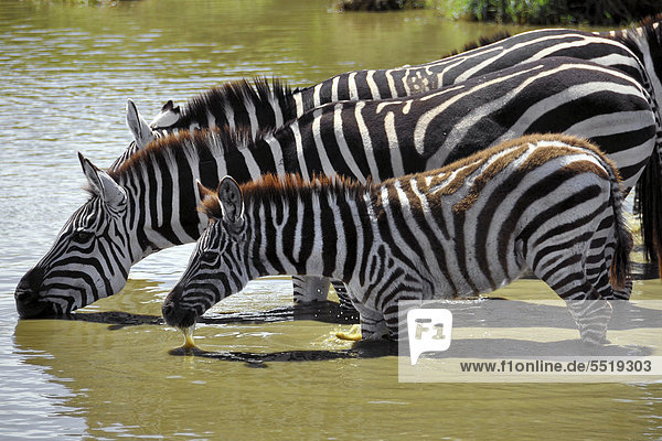 Zebras (Equus quagga) with young  drinking at a watering hole  Serengeti  Tanzania  Africa