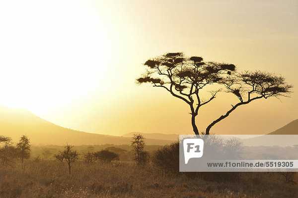 Gleißendes Licht in der Savanne mit Akazie (Acacia)  Tansania  Afrika