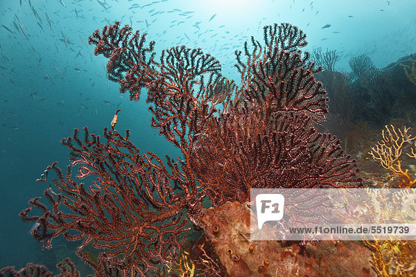 Korallenpolyp Karibik Korallenriff Luciafest Karibisches Meer Kleine Antillen Windward Islands