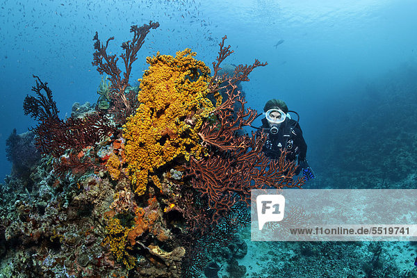Diver looking at coral block with Deep-water sea fan (Iciligorgia schrammi) and Orange Cup Coral (Tubastrea coccinea)  coral reef  St. Lucia  Windward Islands  Lesser Antilles  Caribbean  Caribbean Sea