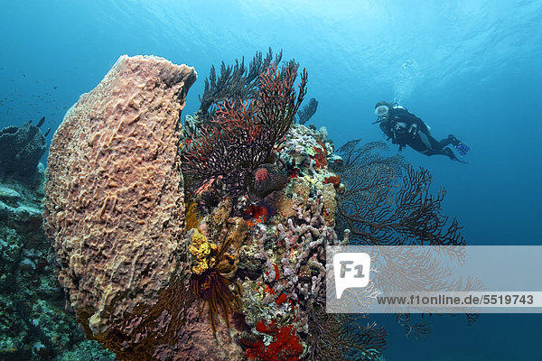 Diver looking at a Caribbean Barrel Sponge (Xestospongia muta) and a Deep-water Sea Fan (Iciligorgia schrammi) on a coral reef  St. Lucia  Windward Islands  Lesser Antilles  Caribbean  Caribbean Sea