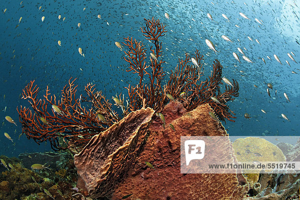 Swarm of Lined Chromis (Chromis lineata)  Caribbean barrel sponge (Xestospongia muta) and Deep-water sea fan (Iciligorgia schrammi) at a coral reef  St. Lucia  Windward Islands  Lesser Antilles  Caribbean  Caribbean Sea