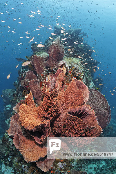 Caribbean barrel sponge (Xestospongia muta) with Deep-water sea fan (Iciligorgia schrammi) at a coral reef  St. Lucia  Windward Islands  Lesser Antilles  Caribbean  Caribbean Sea