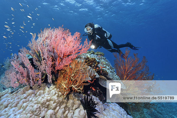 beobachten Vielfalt Taucher Großes Barriereriff great barrier reef UNESCO-Welterbe Australien Cairns Pazifischer Ozean Pazifik Stiller Ozean Großer Ozean Queensland