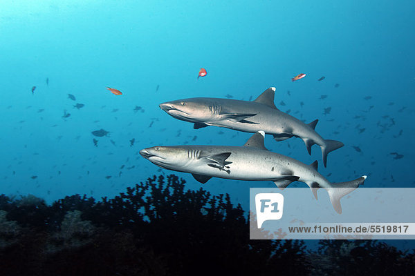 Two Whitetip Reef Sharks (Triaenodon obesus) swimming along the edge of a reef  Great Barrier Reef  UNESCO World Heritage Site  Queensland  Cairns  Australia  Pacific Ocean