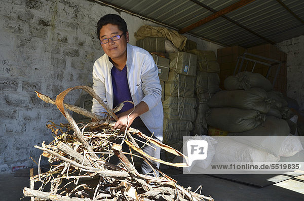 Tibetischer junger Mann in einer Kooperative zur Herstellung von Tees und Räucherstäbchen mit Baumrinde  die zermahlen für die Herstellung von Räucherstäbchen und Heilkräutertees verwendet wird  Tibet  China  Asien
