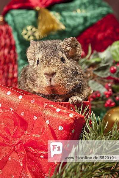 US-Teddy-Meerschweinchen  Jungtier mit Weihnachtsdekoration