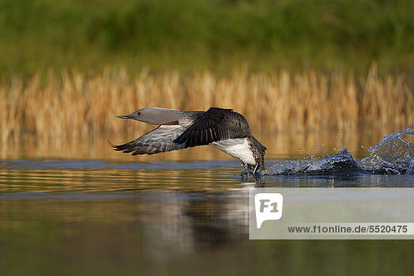 Sterntaucher (Gavia stellata)  Altvogel beim Start  Nordisland  Island  Europa