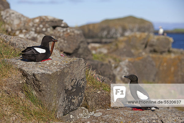 Black Guillemot or Tystie (Cepphus grylle) pair Flatey island Iceland Europe