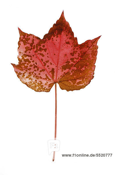 Wilder Wein  Dreispitzige Jungfernrebe (Parthenocissus tricuspidata)  rotes Herbstblatt mit braunen Flecken