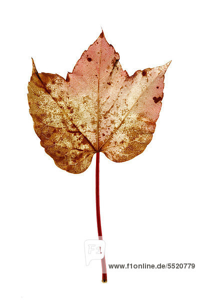Wilder Wein  Dreispitzige Jungfernrebe (Parthenocissus tricuspidata)  rötlichgelbes Herbstblatt mit braunen Flecken
