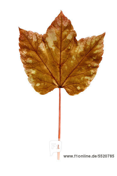 Sich bräunlich färbendes Herbstblatt vom Wilden Wein  Dreispitzige Jungfernrebe (Parthenocissus tricuspidata)