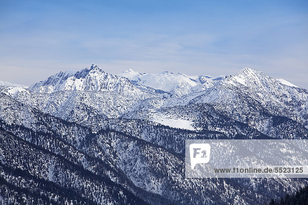 Bergahorn im Rohntal im Winter  Tirol  Österreich  Europa