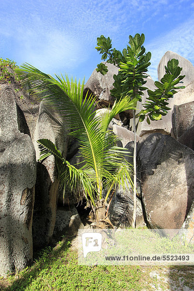 Junge Kokospalme (Cocos nucifera) und junger Takamakabaum (Calophyllum inophyllum)  La Digue  Seychellen  Afrika  Indischer Ozean