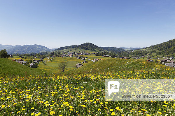 Dandelion meadow  Hittisau  Bregenzerwald region  Vorarlberg  Austria  Europe