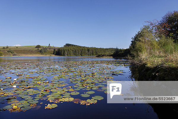 Weiße Seerose (Nymphaea alba)  Teich in Saint Merd les Oussines  Parc Naturel Regional de Millevaches en Limousin  Regionaler Naturpark Millevaches en Limousin  DÈpartement Correze  Frankreich  Europa