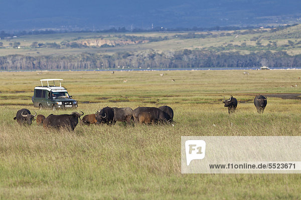 Gruppe von Afrikanischen Büffeln (Syncerus caffer)  Geländewagen  Lake Nakuru Nationalpark  Kenia  Ostafrika  Afrika  ÖffentlicherGrund