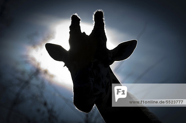 Giraffenkopf Netzgiraffe (Giraffa camelopardalis reticulata) Gegenlicht Wilhelma Stuttgart Deutschland Europa