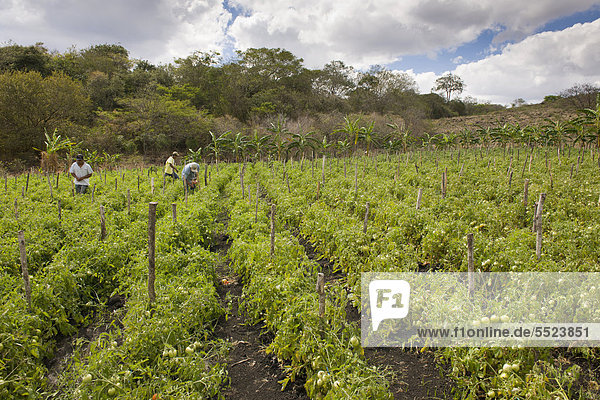 Tomato plantation  agriculture  Terabona  northeastern highlands  Nicaragua  Central America
