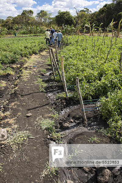 Bewässerungsrinnen zwischen den Tomatenfeldern  Landwirtschaft  Terabona  nordöstliches Bergland  Nicaragua  Zentralamerika