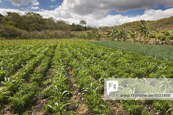 Mixed field of corn and beans  with onions on the right and tomatoes at the rear  agriculture  Terabona  northeastern highlands  Nicaragua  Central America