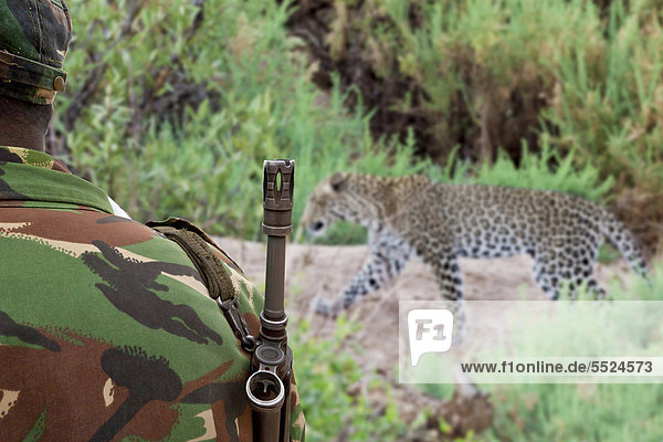 Ranger  mit einem Gewehr beschützt  und Leopard (Panthera pardus)  Symbolbild Wilderer  Kenia  Ostafrika  Afrika  ÖffentlicherGrund
