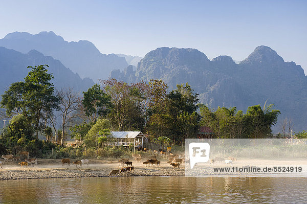 Büffelherde am Nam Song Fluss  Karstgebirge  Vang Vieng  Vientiane  Laos  Indochina  Asien