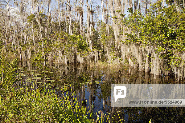 Dichte Vegetation mit Spanischem Moos (Tillandsia usneoides) im Sumpf zwischen Big Cypress National Preserve und Everglades-Nationalpark in Florida  USA