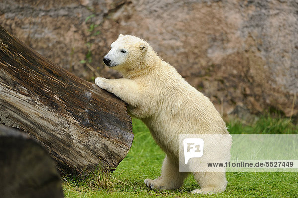 Junger Eisbär (Ursus maritimus) an einem Baumstumpf