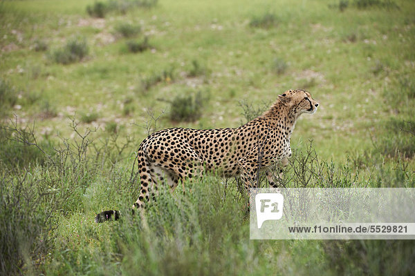 Weiblicher Gepard (Acinonyx jubatus) auf der Pirsch Kgalagadi Transfrontier Park Südafrika
